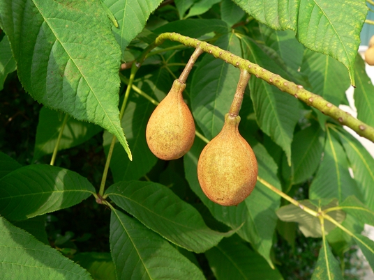 {Aesculus parviflora}